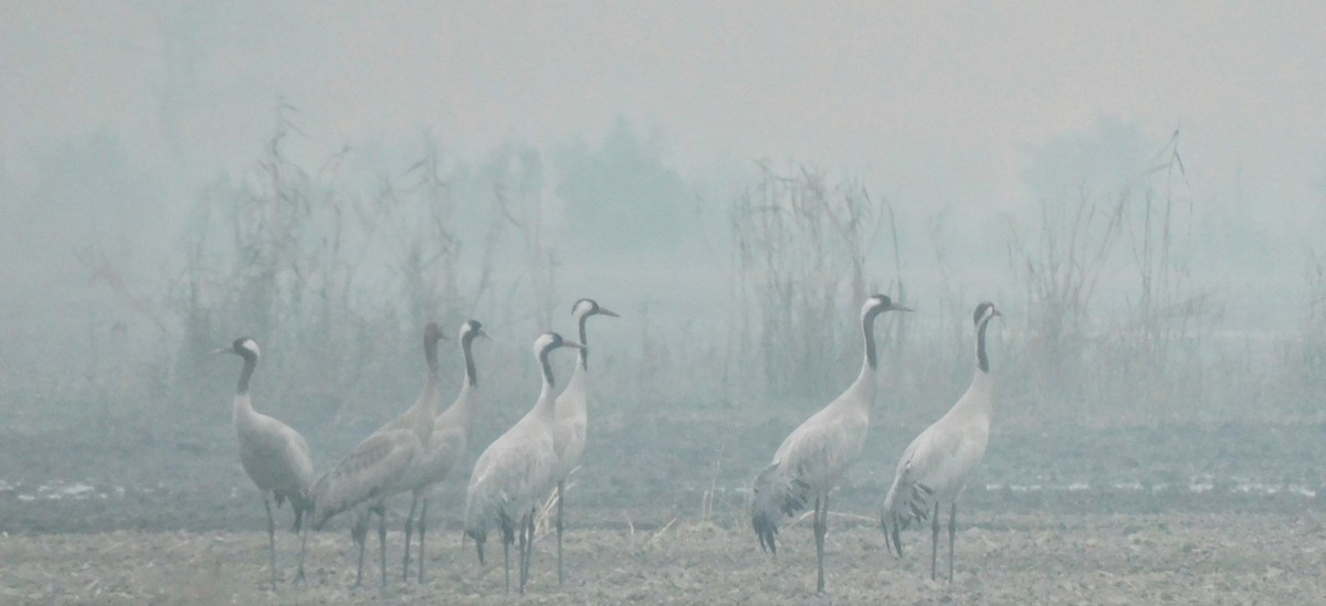 Common Crane - ML620295818