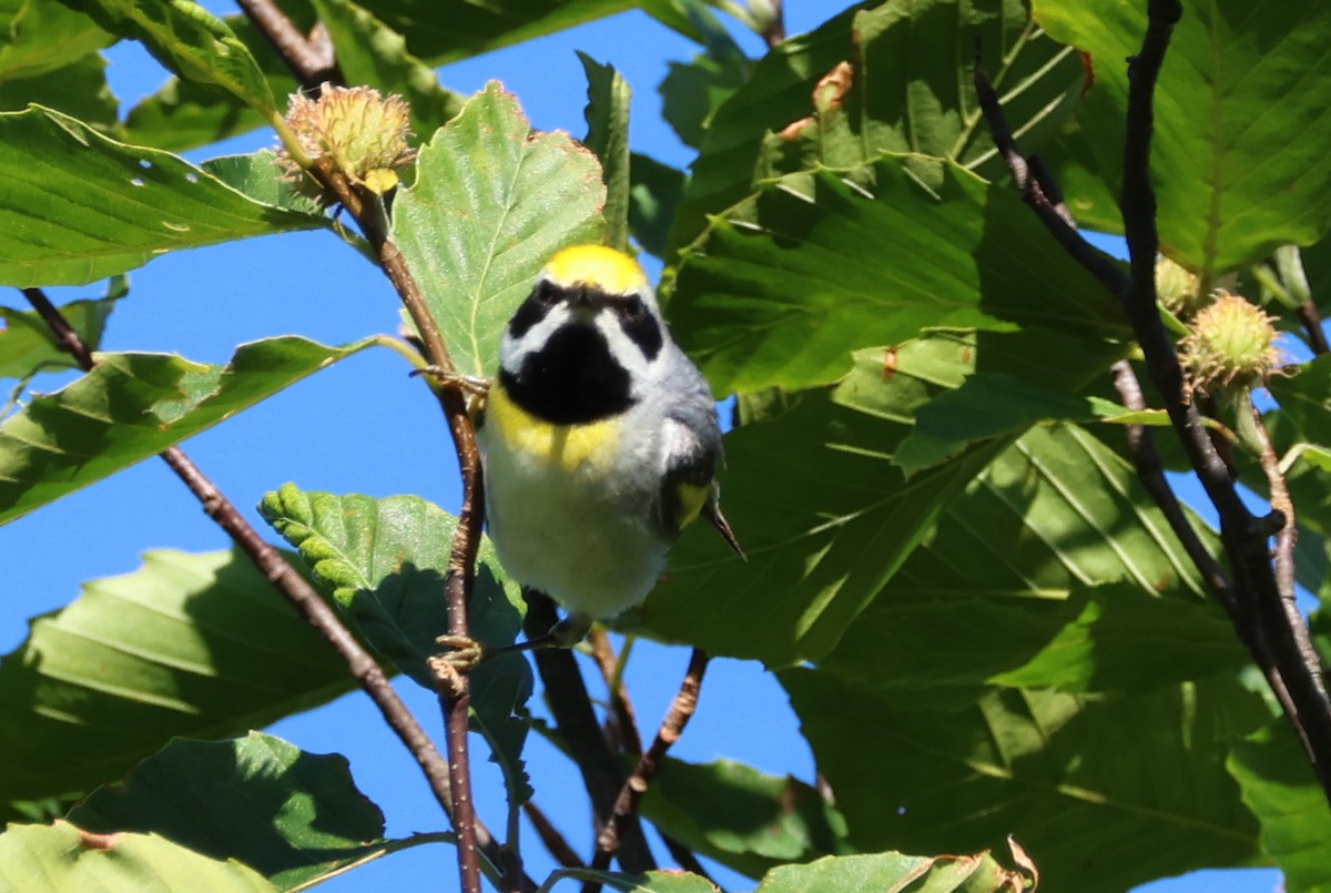 Golden-winged x Blue-winged Warbler (hybrid) - ML620295829