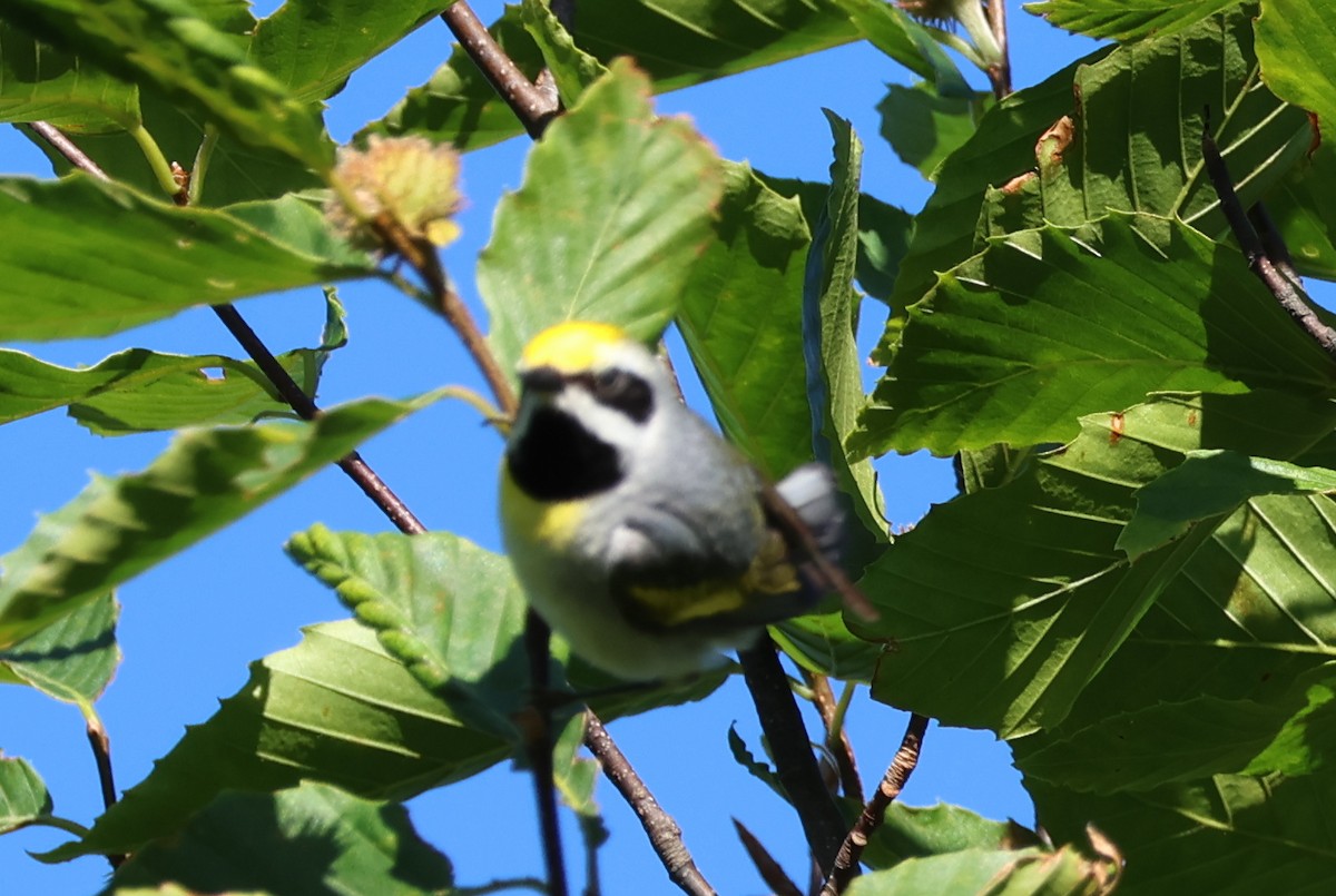 Golden-winged x Blue-winged Warbler (hybrid) - ML620295830