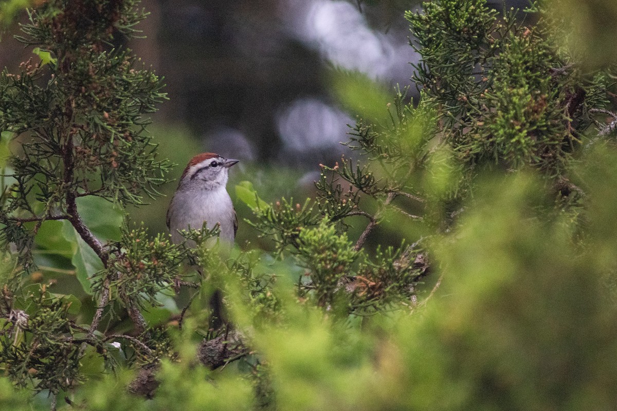 Chipping Sparrow - ML620295831