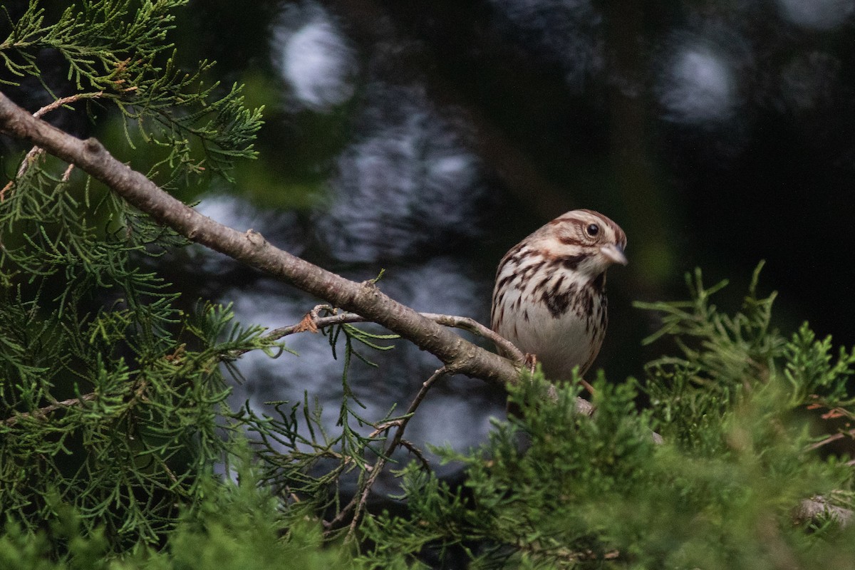 Song Sparrow - ML620295835