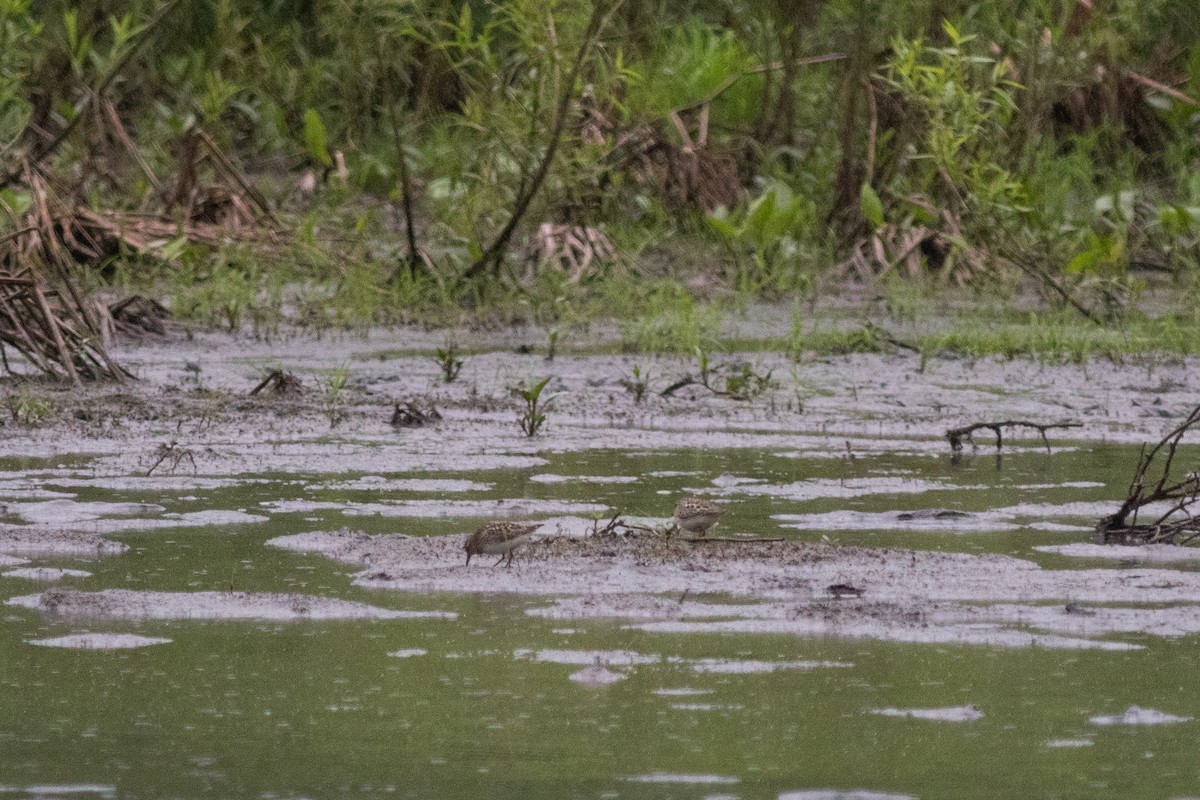 Least Sandpiper - ML620295840