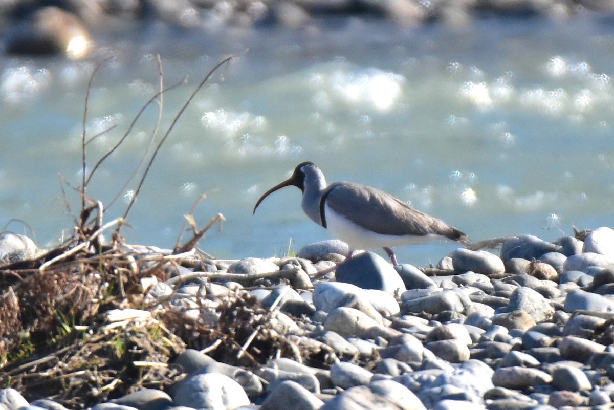 Bec-d'ibis tibétain - ML620295843