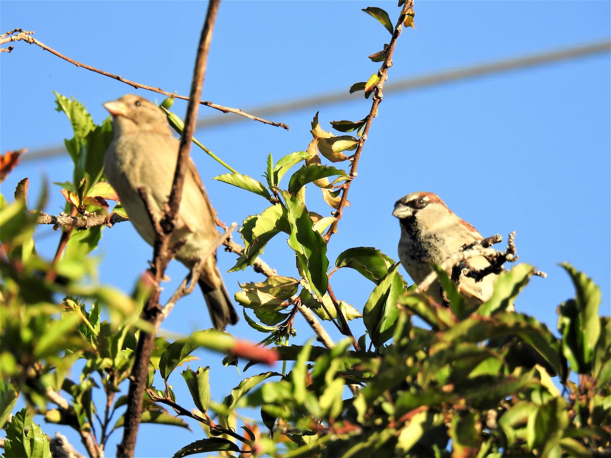 House Sparrow - ML620295845