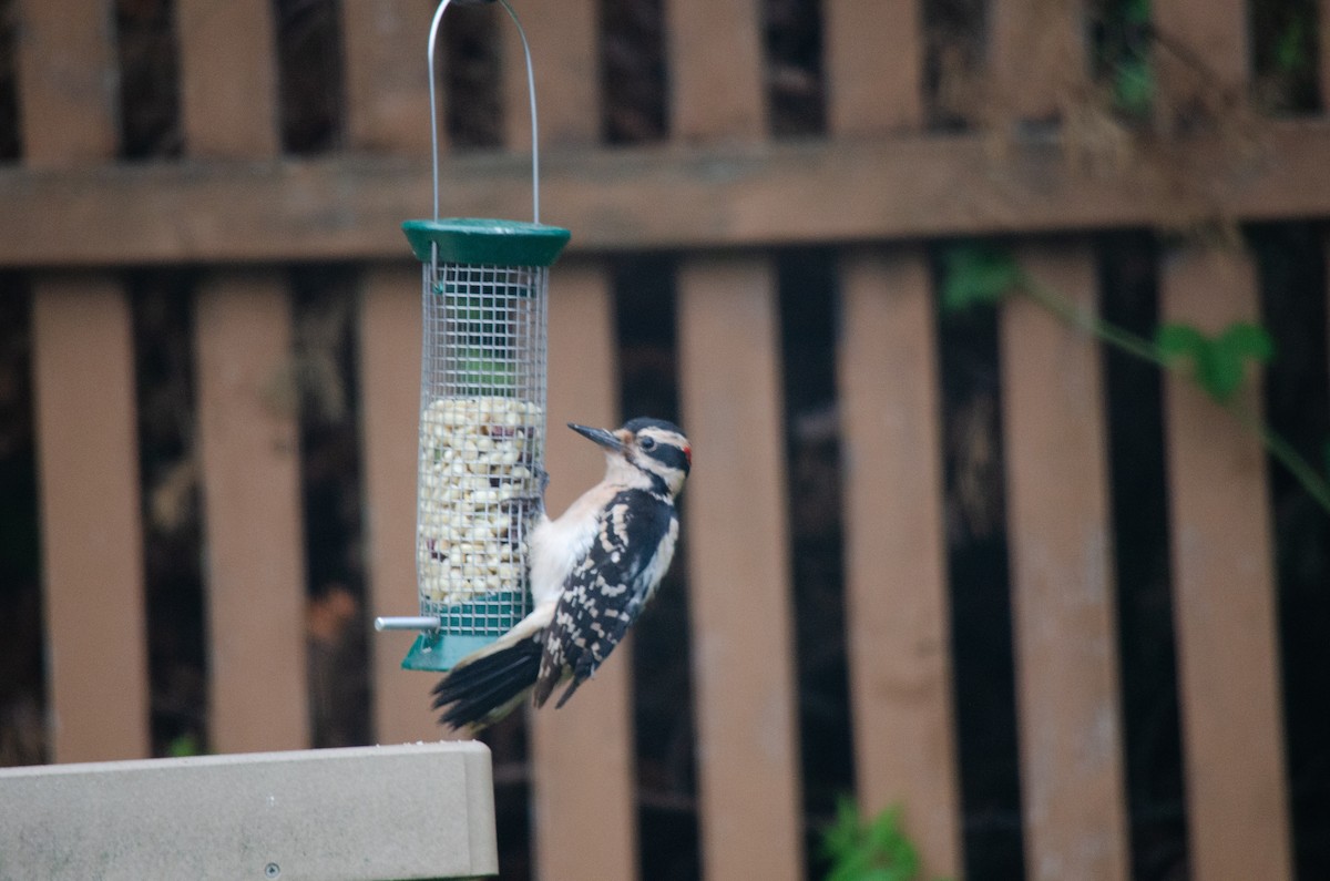 Hairy Woodpecker - ML620295847