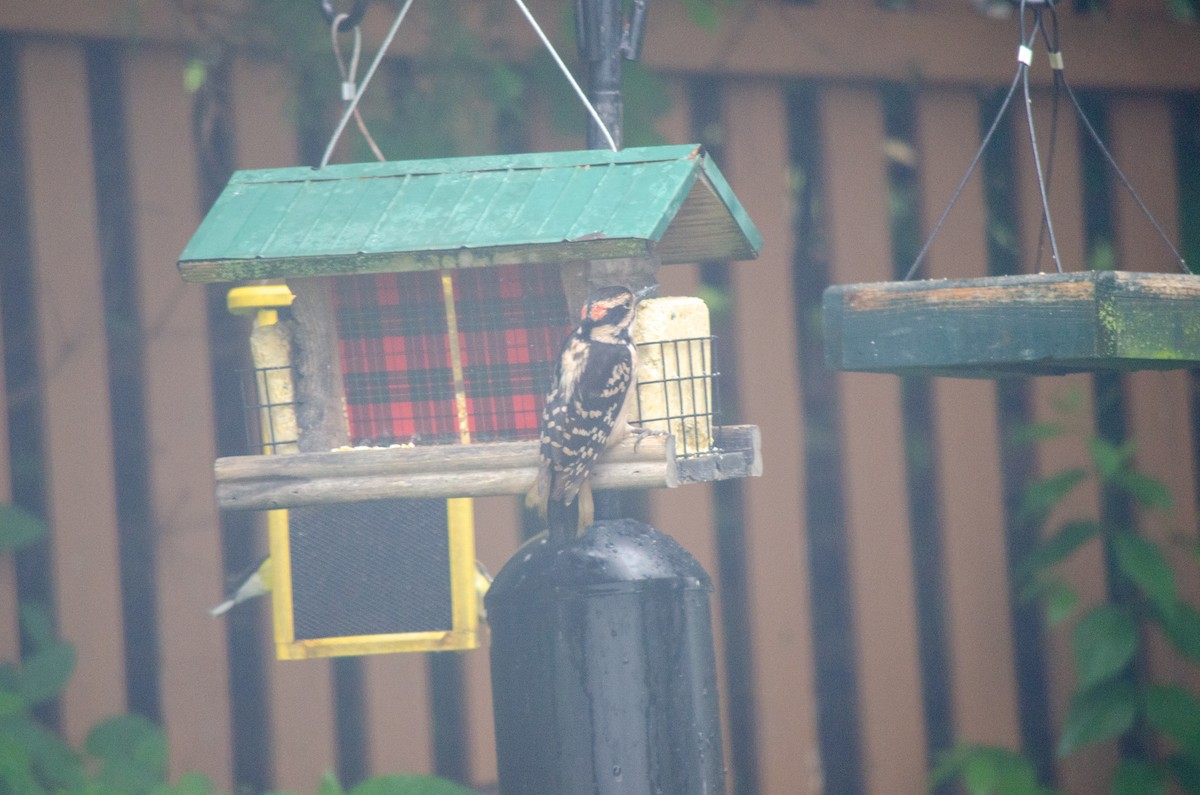 Hairy Woodpecker - ML620295848