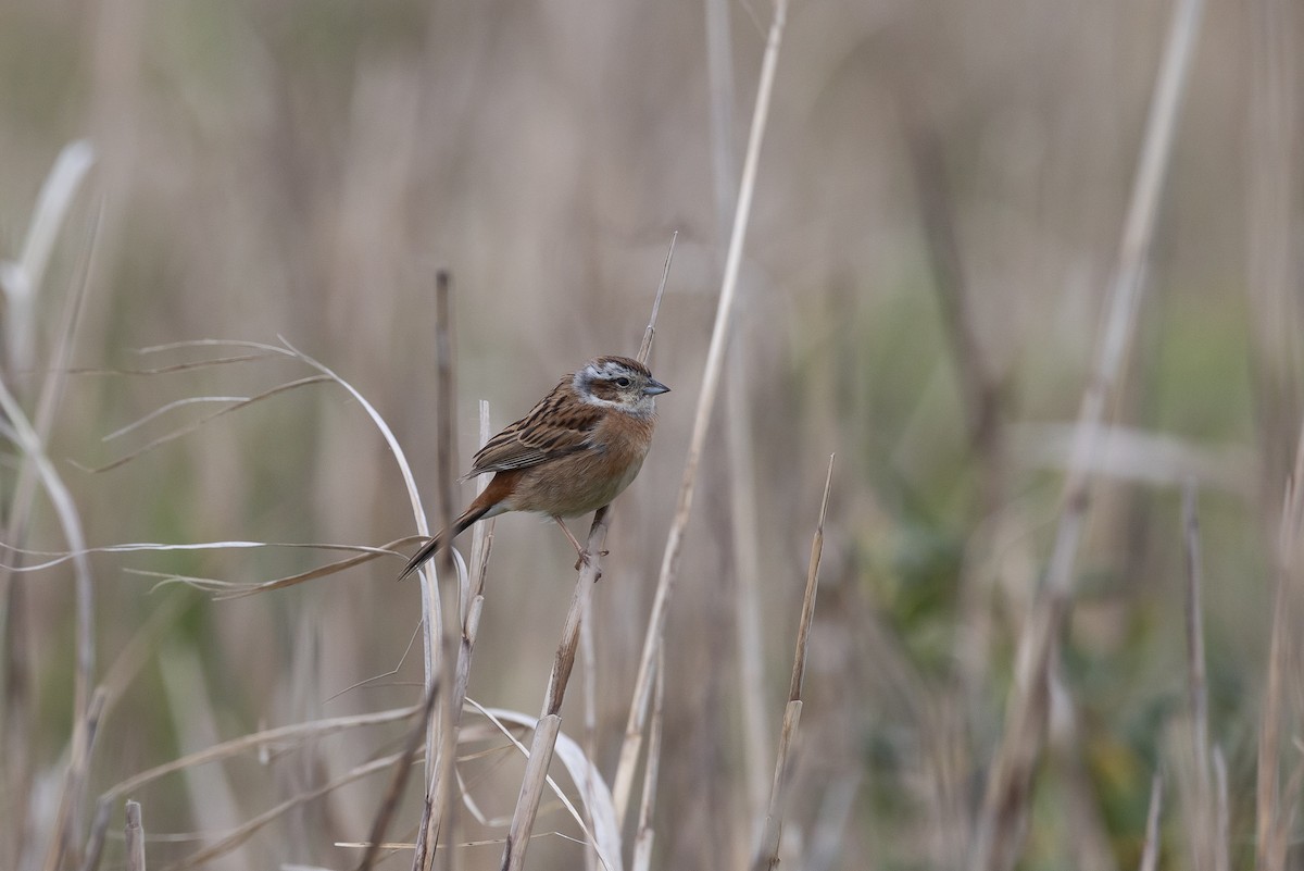 Meadow Bunting - ML620295855