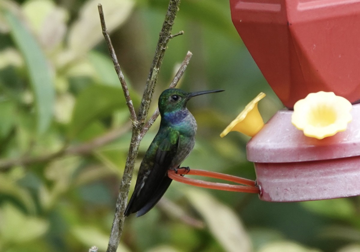 Blue-chested Hummingbird - ML620295856