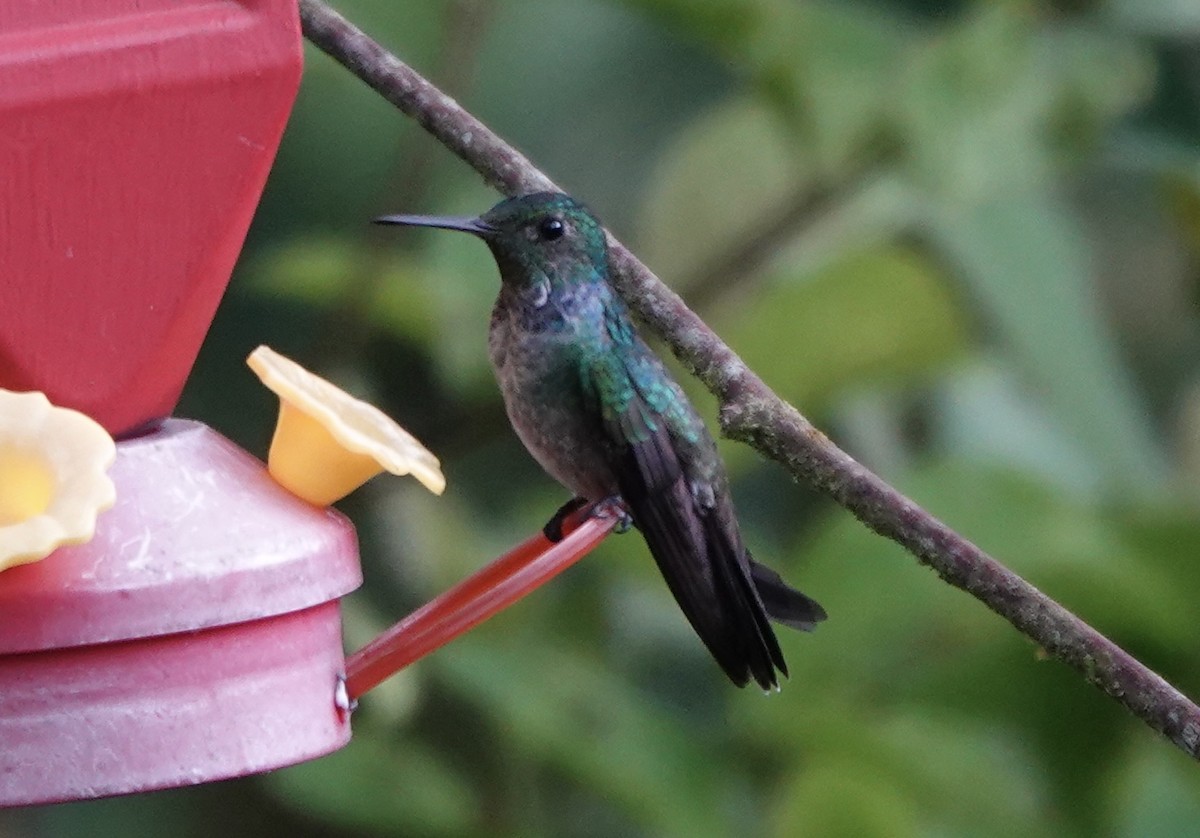 Blue-chested Hummingbird - ML620295857