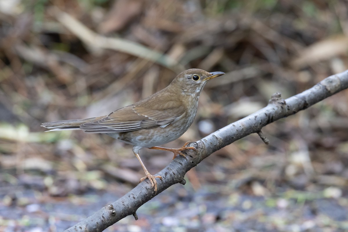 Pale Thrush - ML620295858