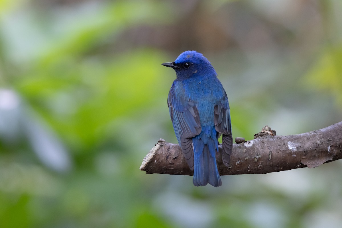 Blue-and-white Flycatcher - ML620295859