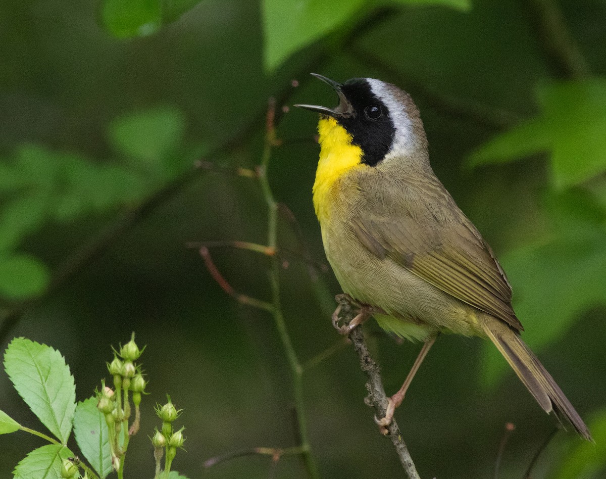 Common Yellowthroat - ML620295863