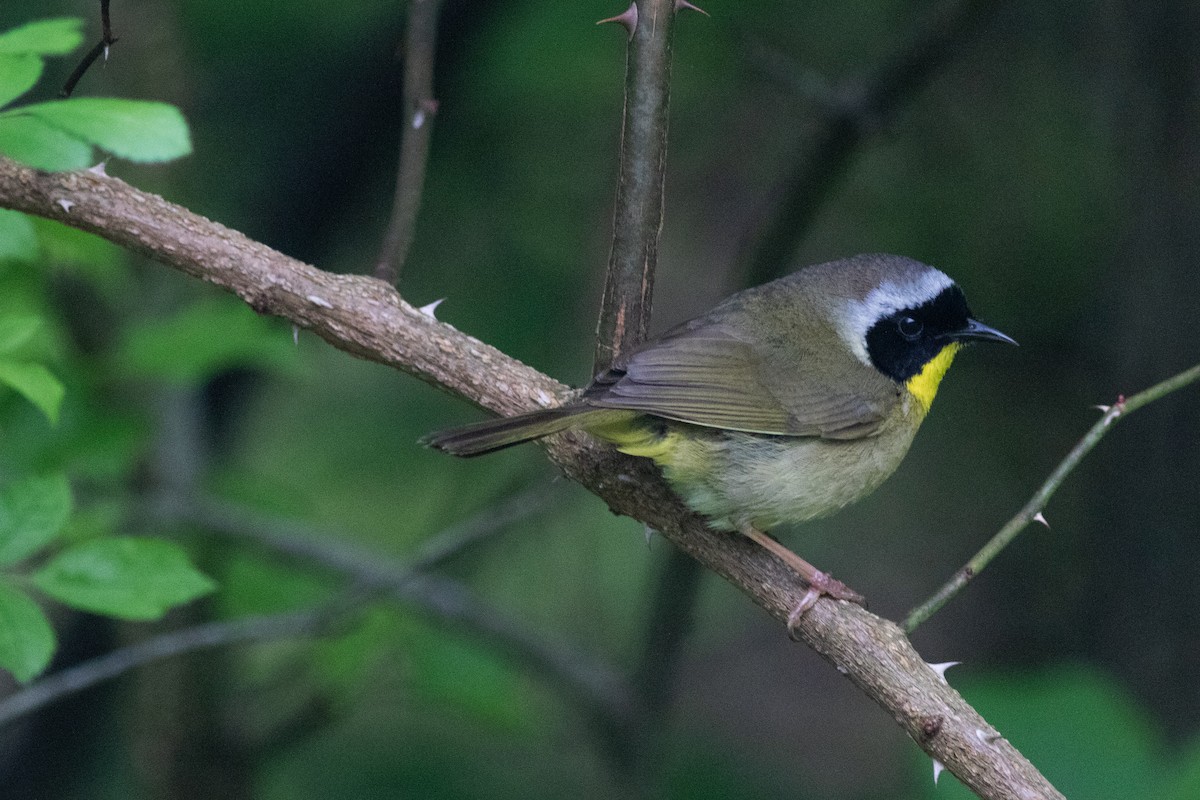 Common Yellowthroat - ML620295865