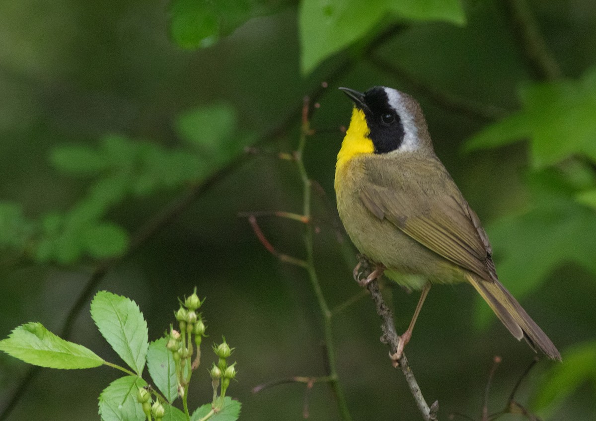 Common Yellowthroat - ML620295866