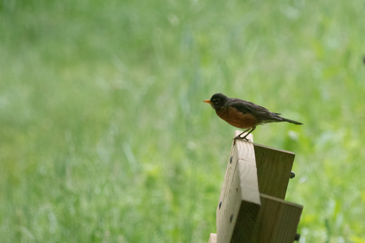 American Robin - ML620295868