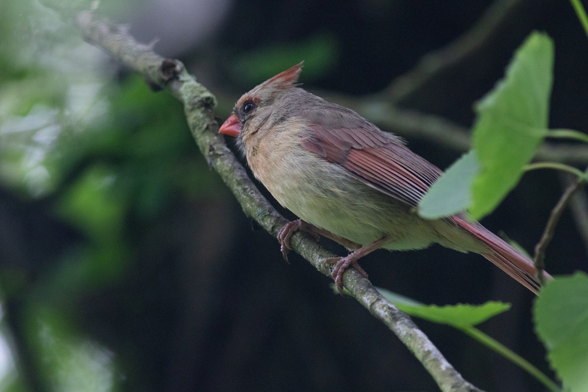 Northern Cardinal - ML620295870