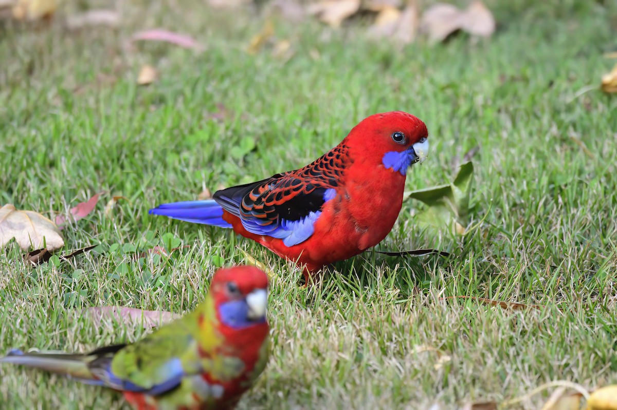 Crimson Rosella - ML620295871