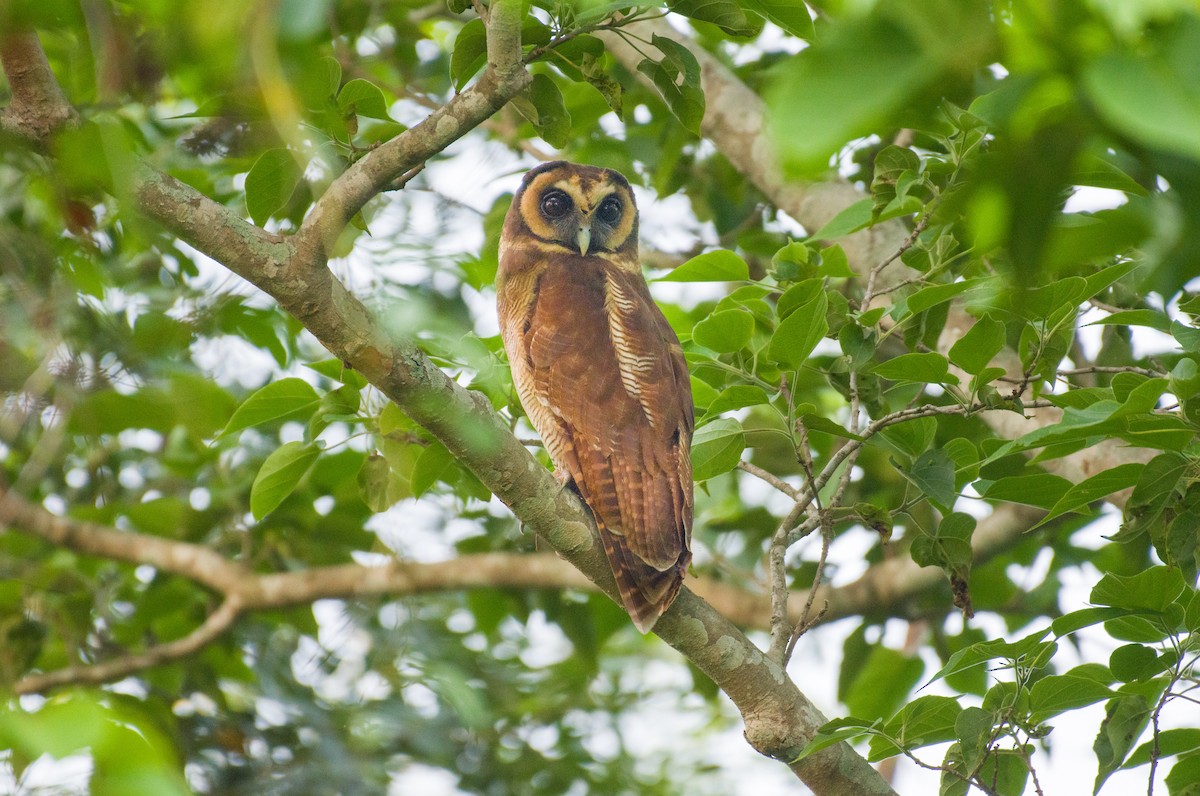 Brown Wood-Owl - ML620295872