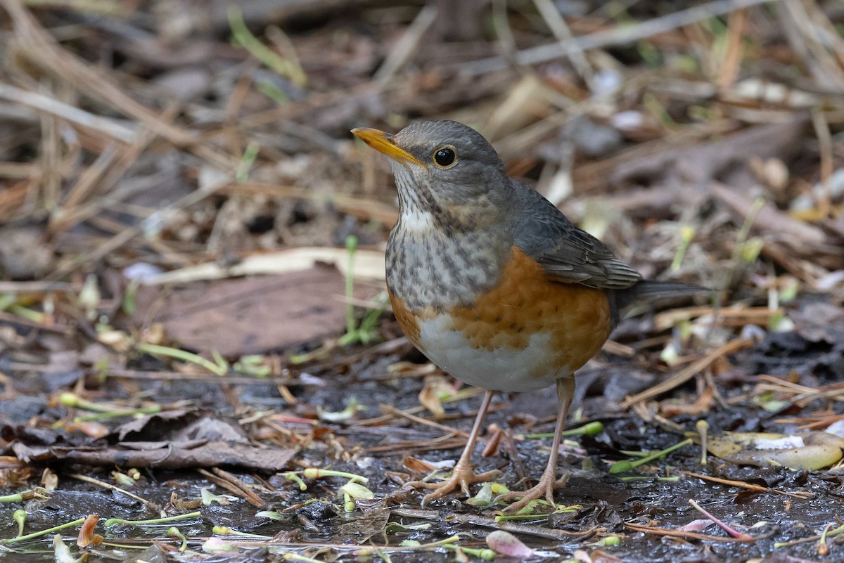 Gray-backed Thrush - ML620295873