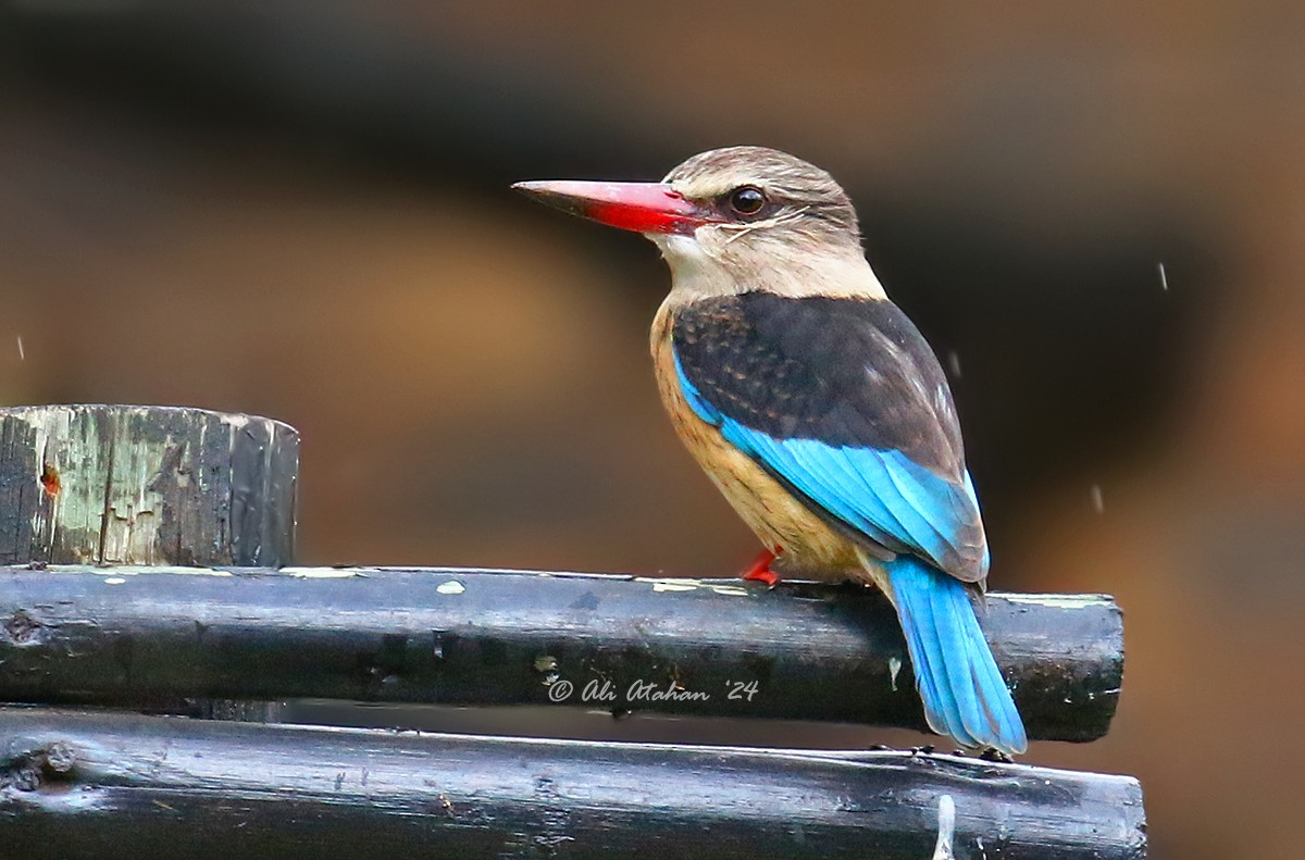 Brown-hooded Kingfisher - ML620295876