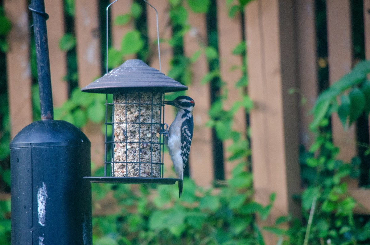 Hairy Woodpecker - ML620295877