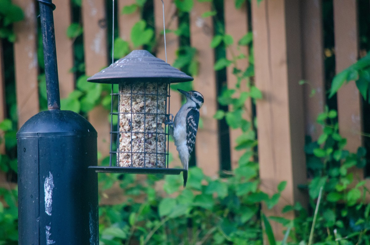 Hairy Woodpecker - ML620295878