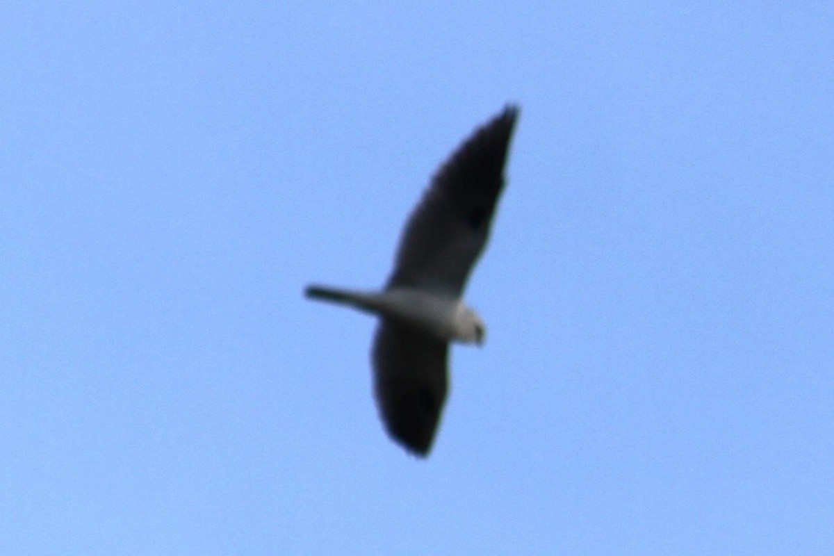 Black-shouldered Kite - ML620295880