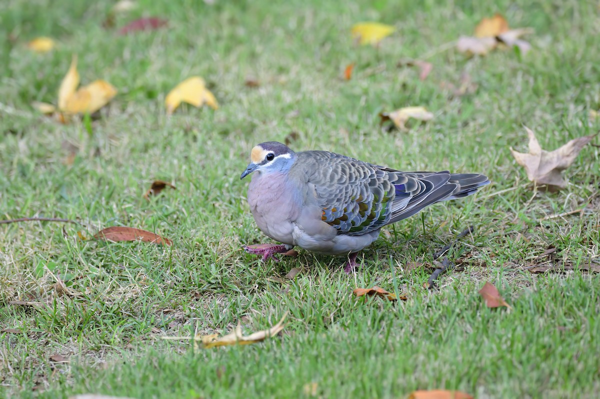 Common Bronzewing - ML620295881