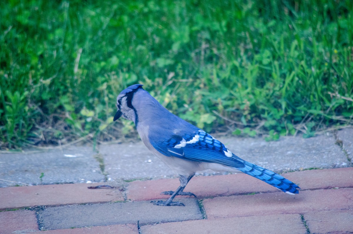 Blue Jay - ML620295882