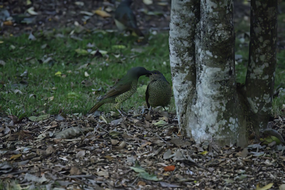 Satin Bowerbird - Ken Crawley