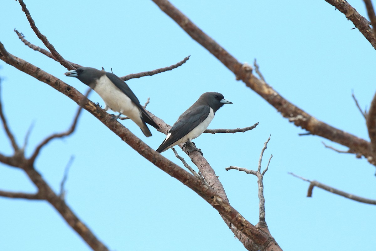 White-breasted Woodswallow - Neil Osborne