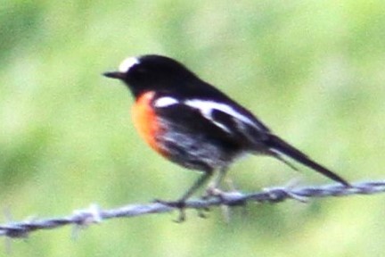 Scarlet Robin - ML620295890