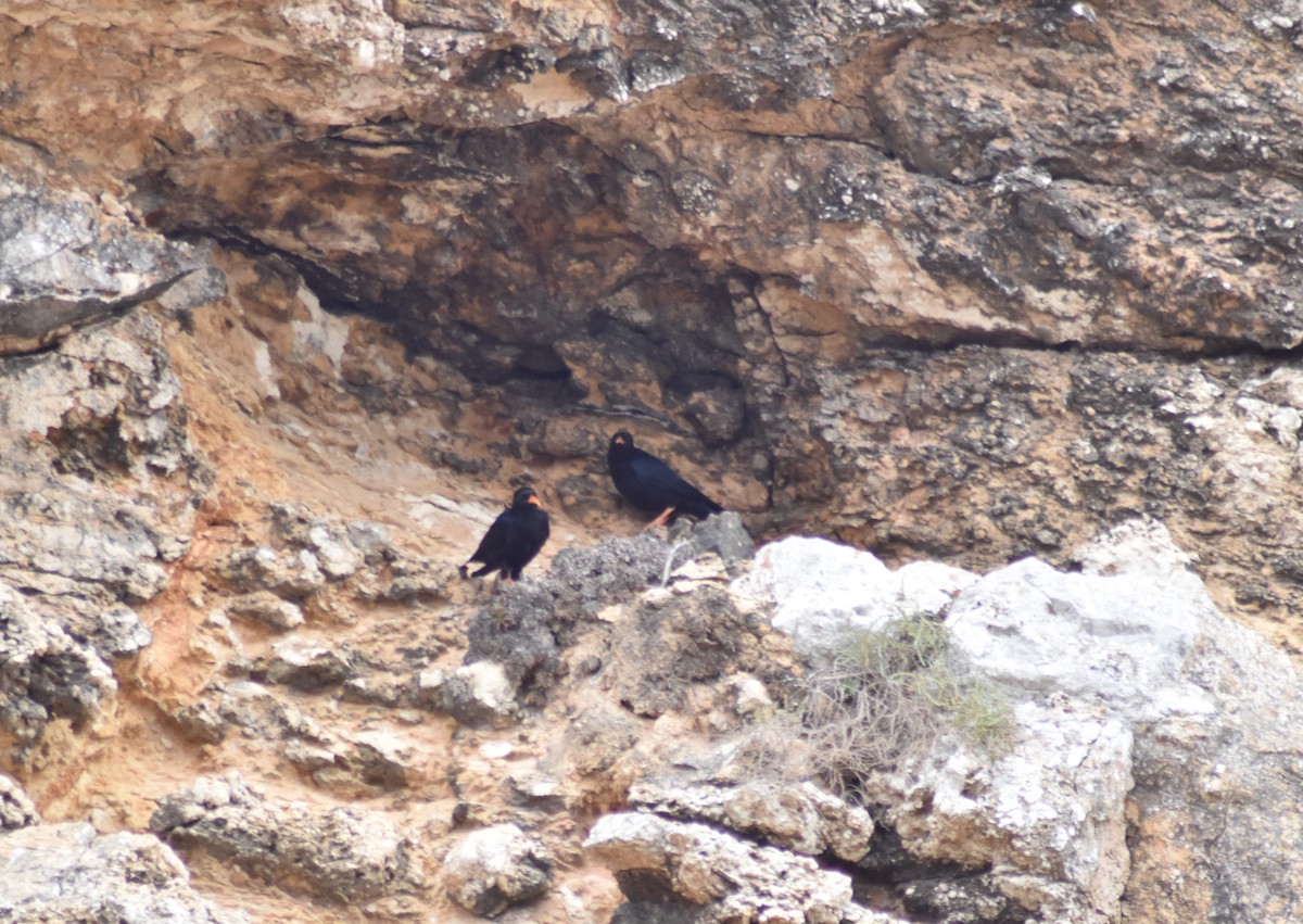 Red-billed Chough - ML620295893