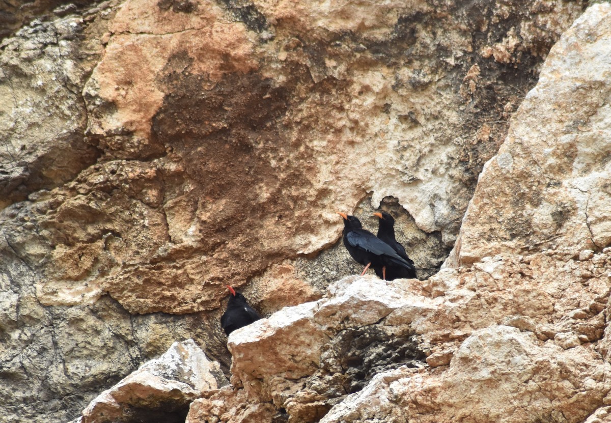 Red-billed Chough - ML620295894