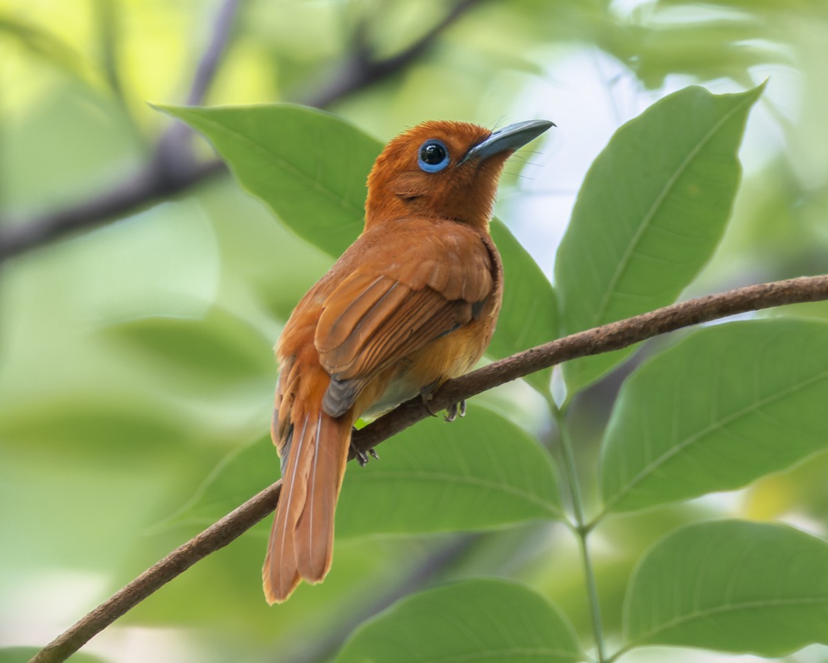 Rufous Paradise-Flycatcher - ML620295895