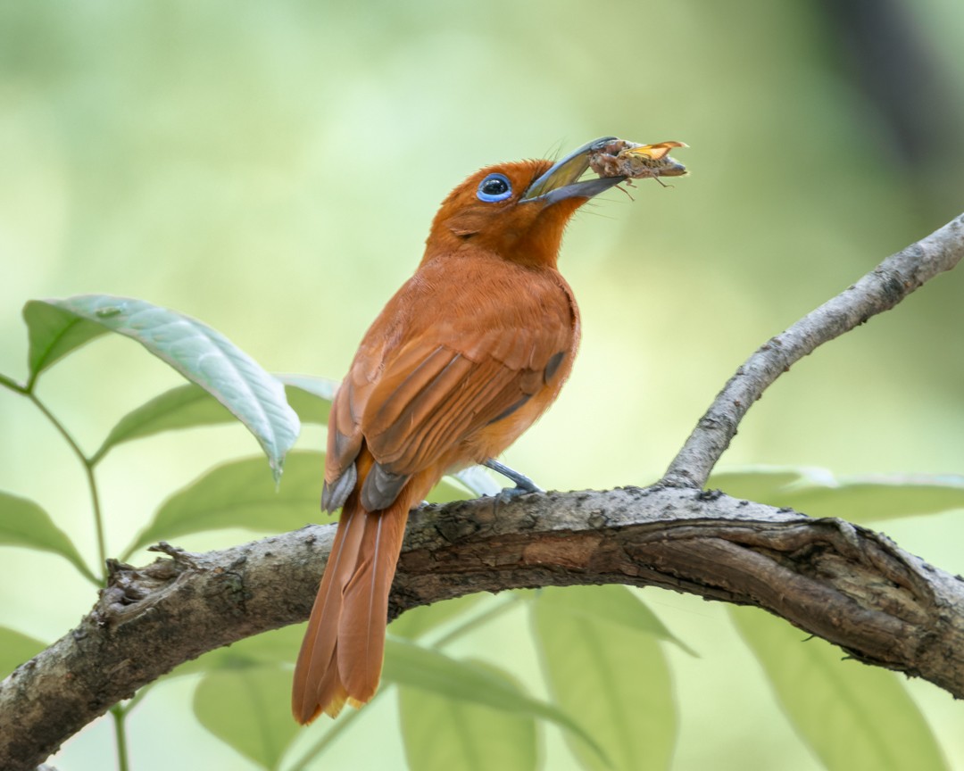 Rufous Paradise-Flycatcher - ML620295896