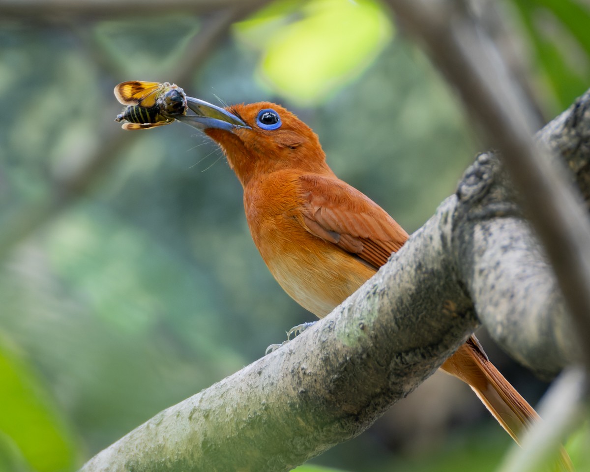 Rufous Paradise-Flycatcher - ML620295898