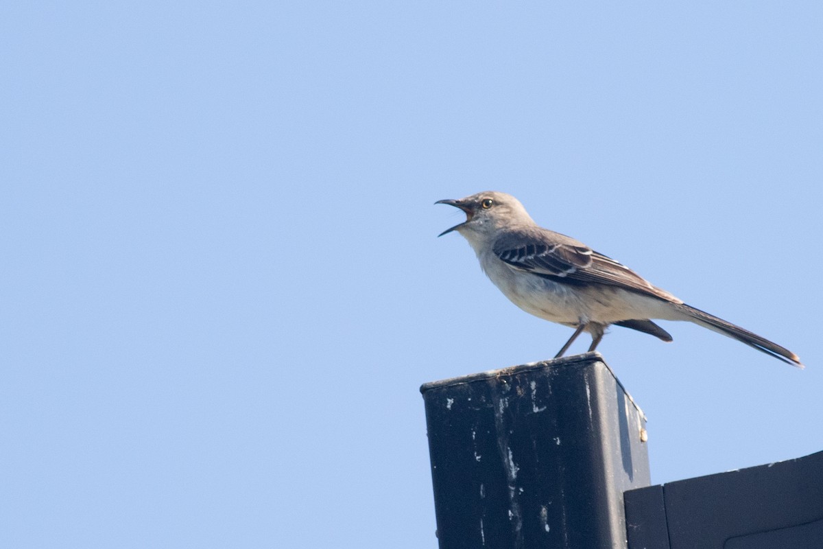 Northern Mockingbird - ML620295899