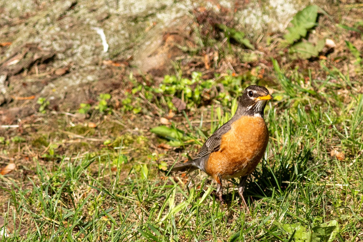 American Robin - ML620295902