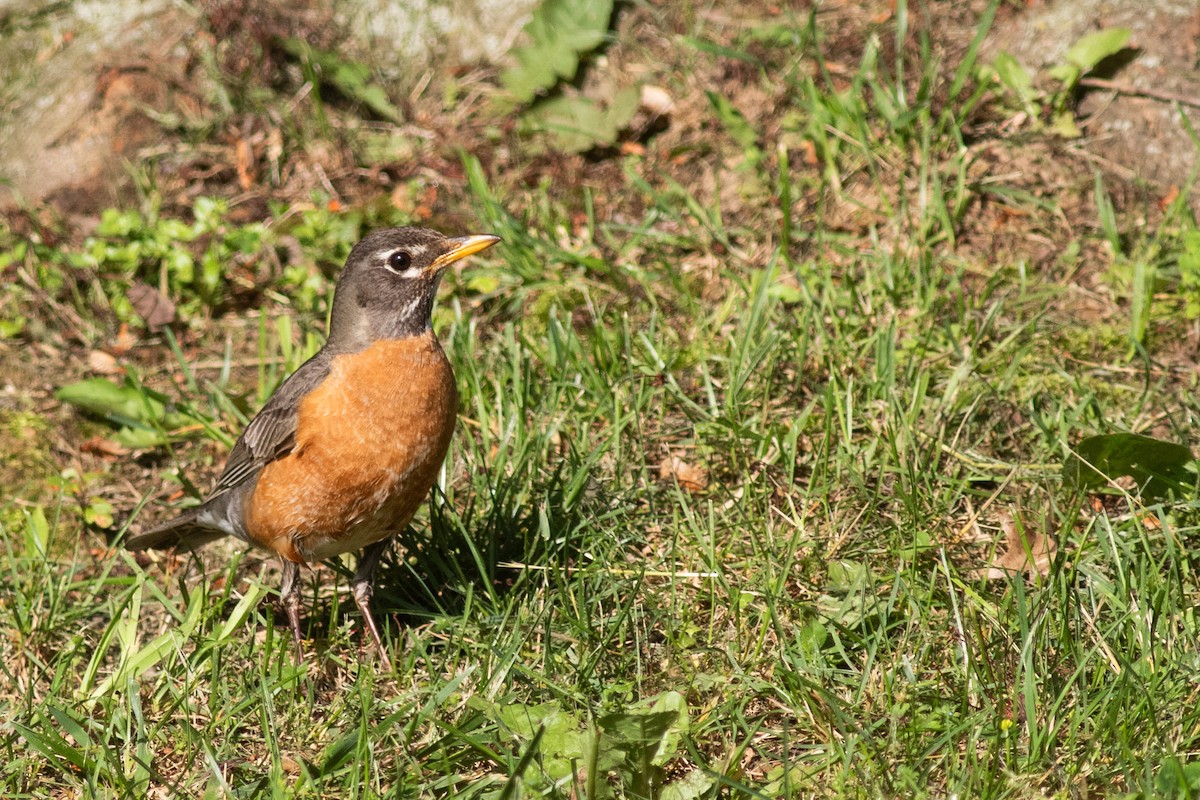 American Robin - ML620295903