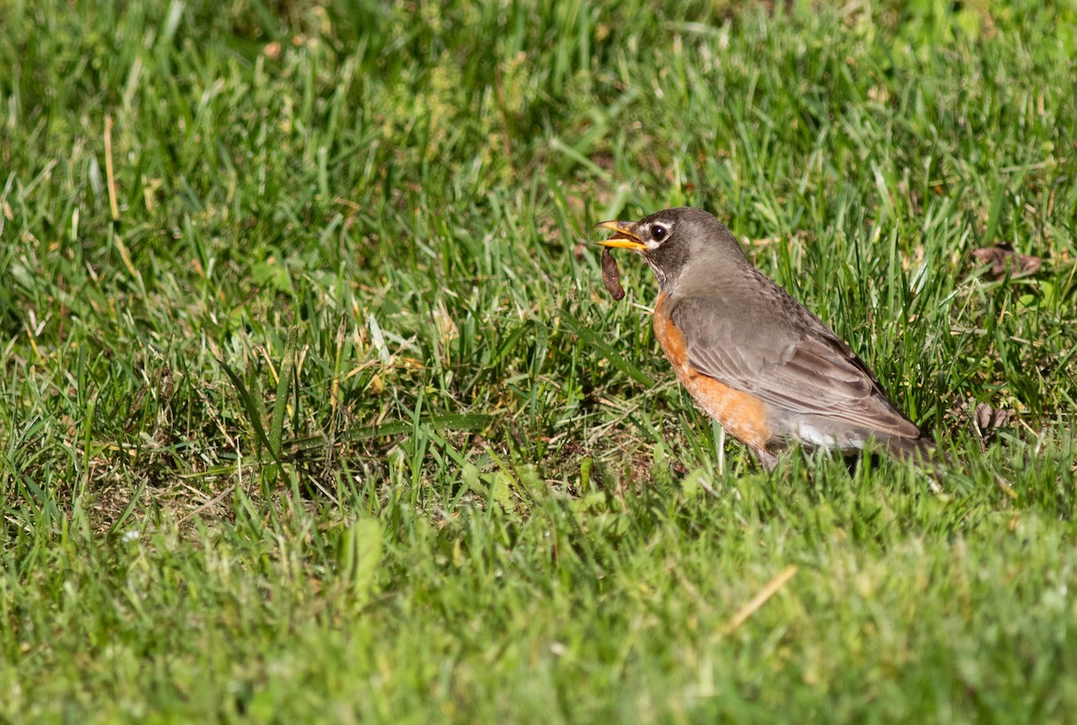 American Robin - ML620295904