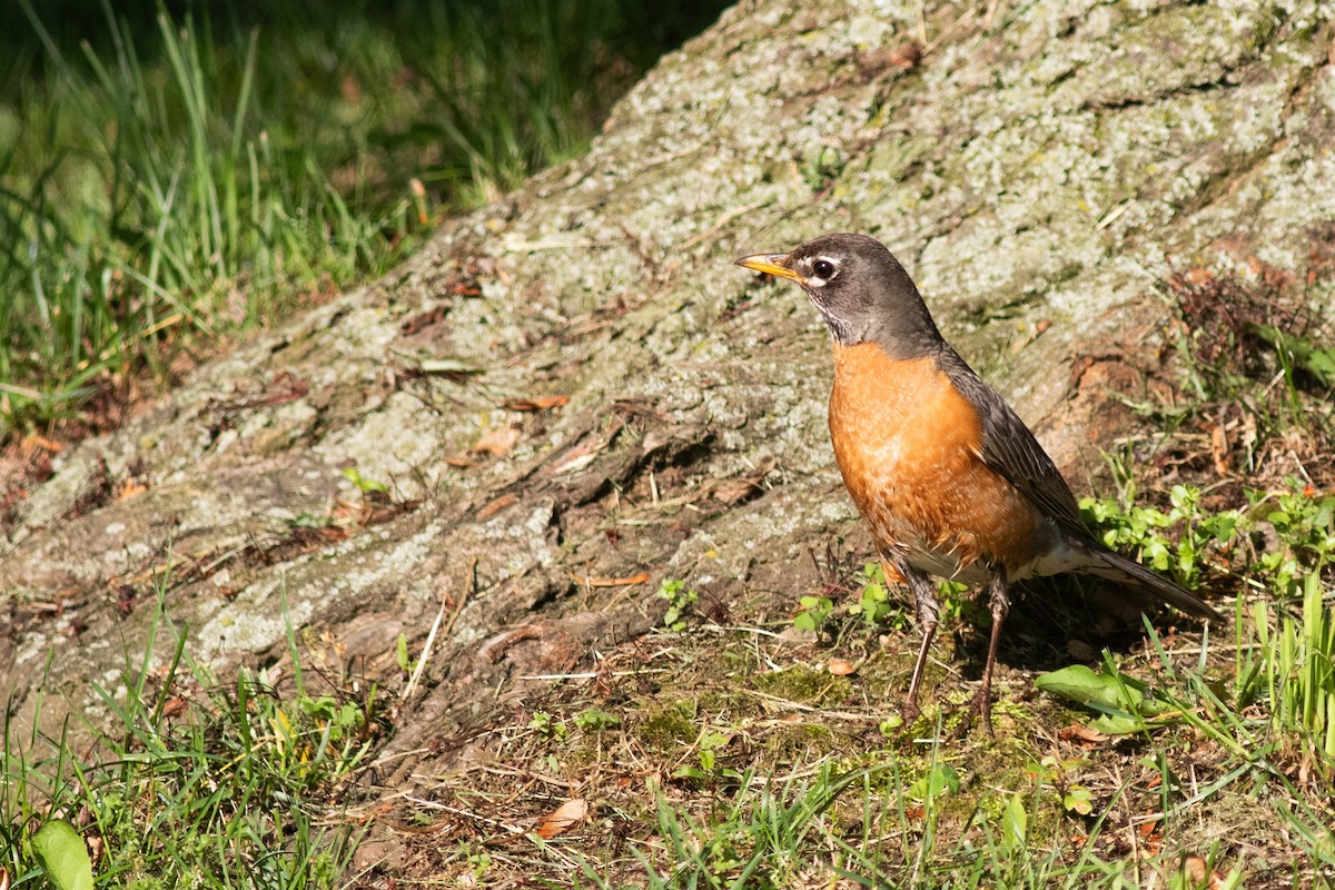 American Robin - Brian Quindlen