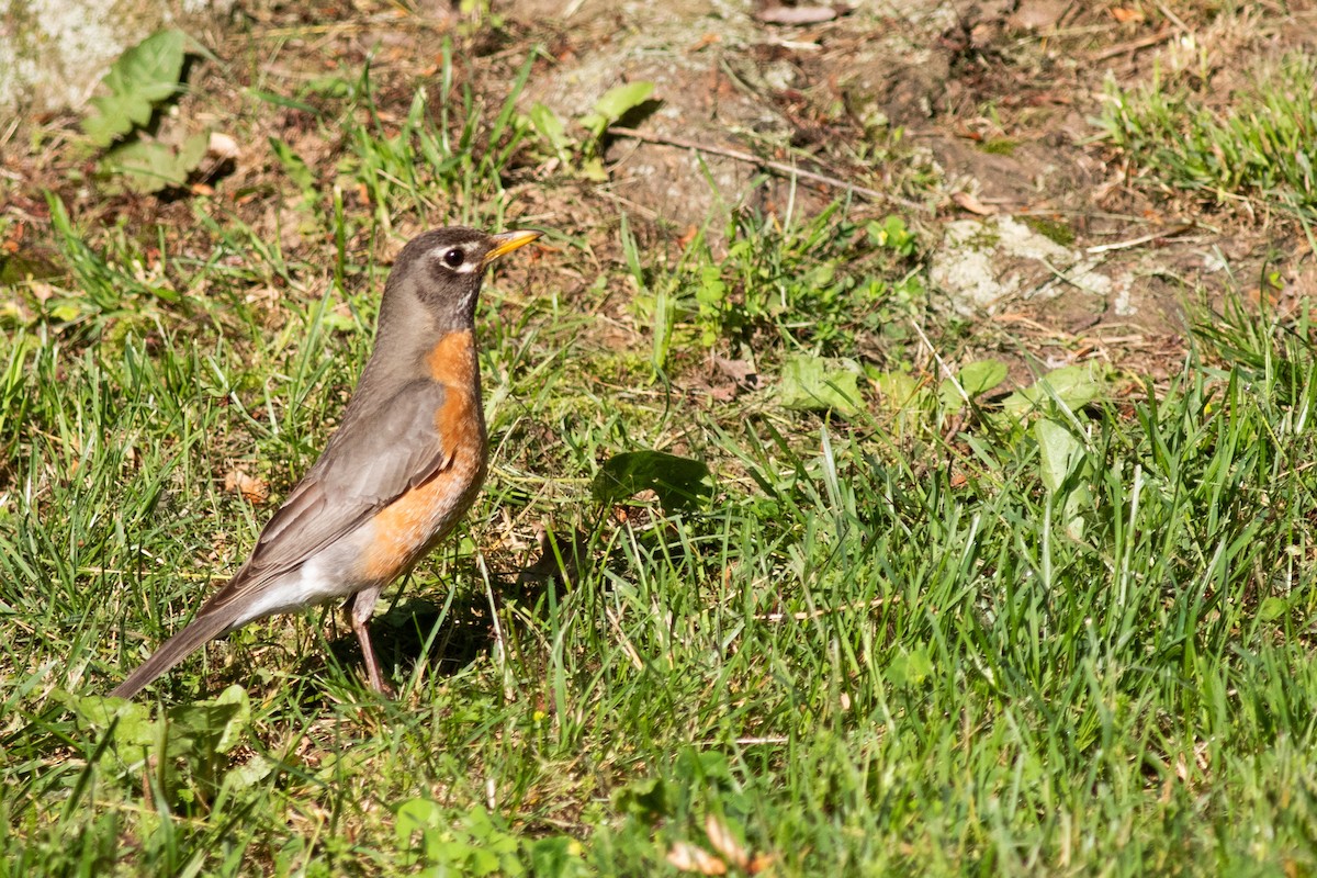 American Robin - ML620295906