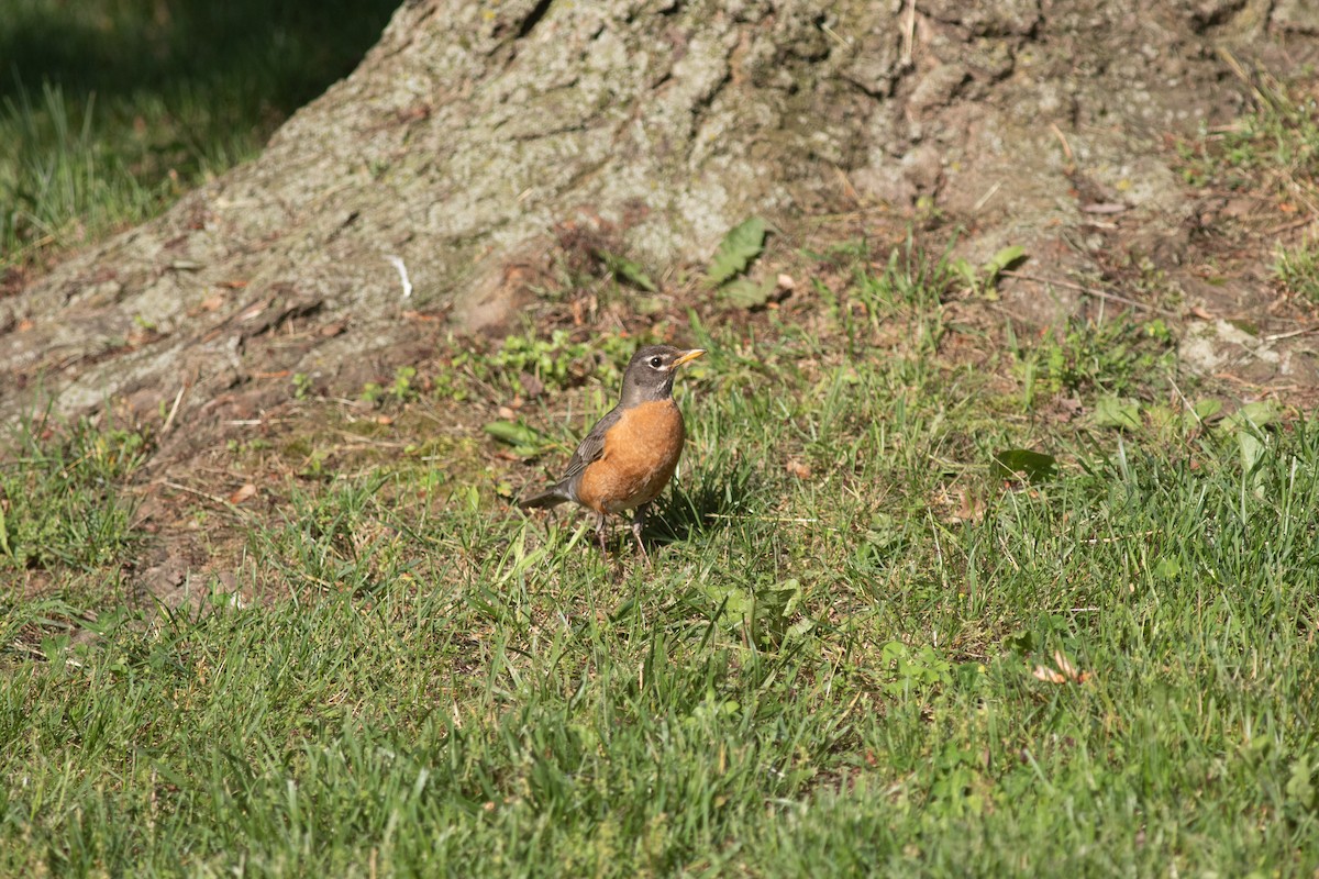 American Robin - ML620295907