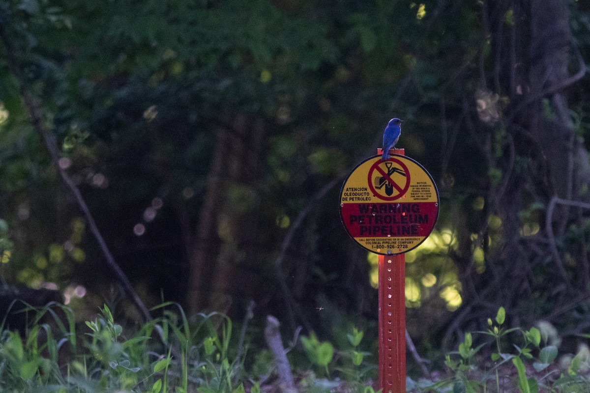 Eastern Bluebird - Brian Quindlen