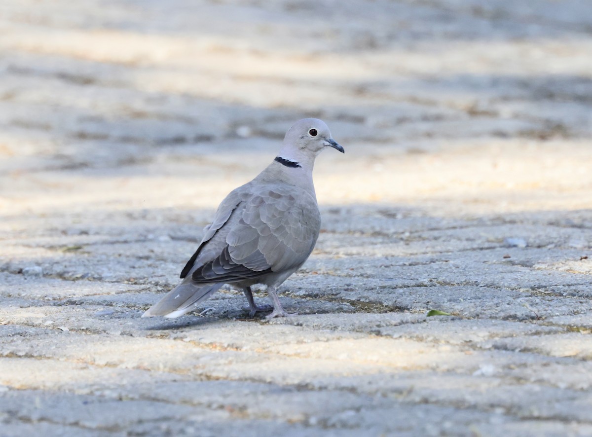 Eurasian Collared-Dove - ML620295910