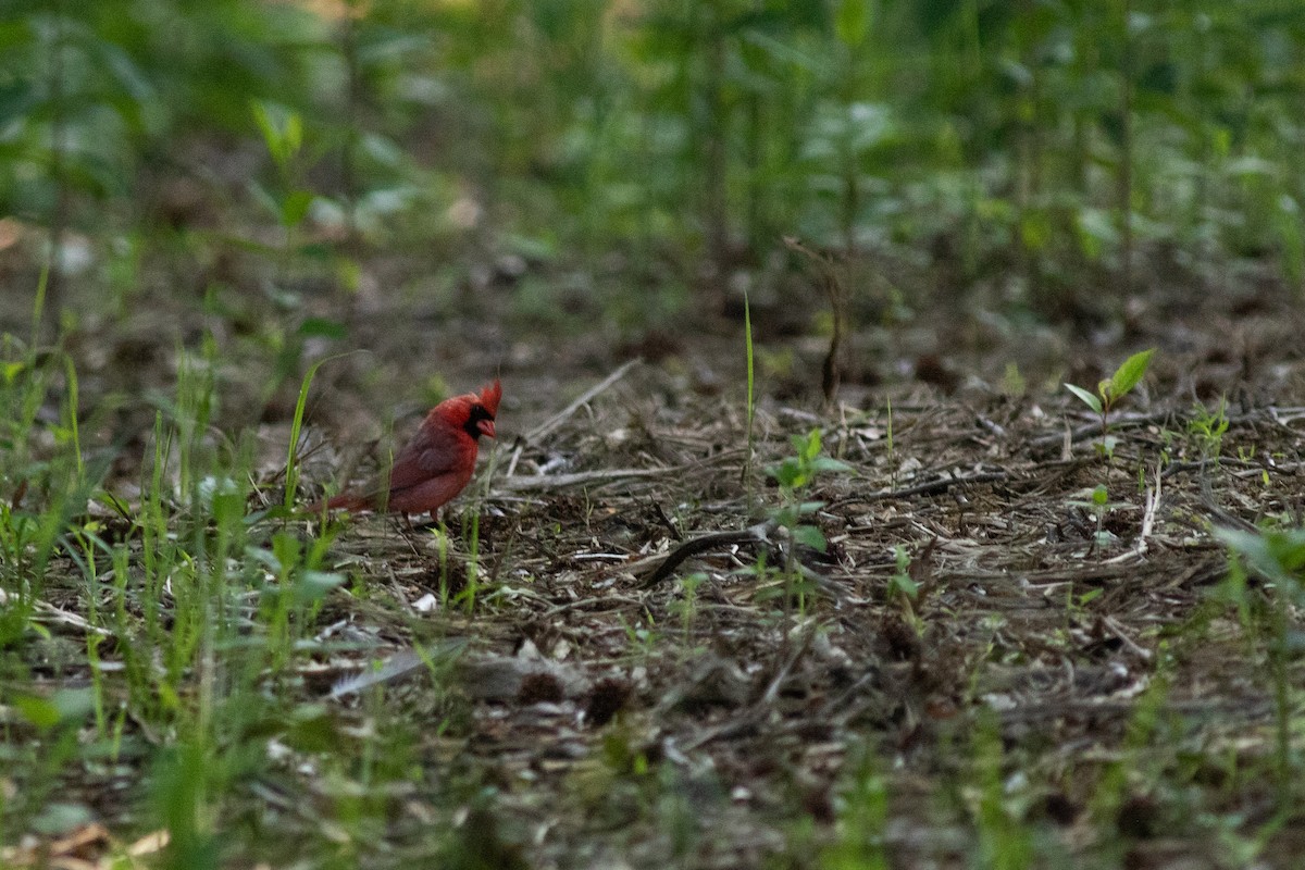 Cardinal rouge - ML620295911