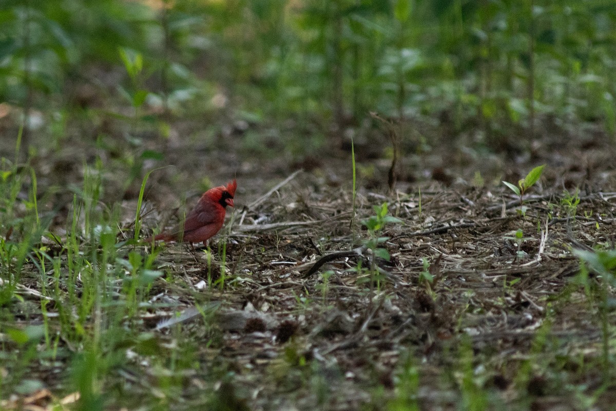 Northern Cardinal - ML620295911