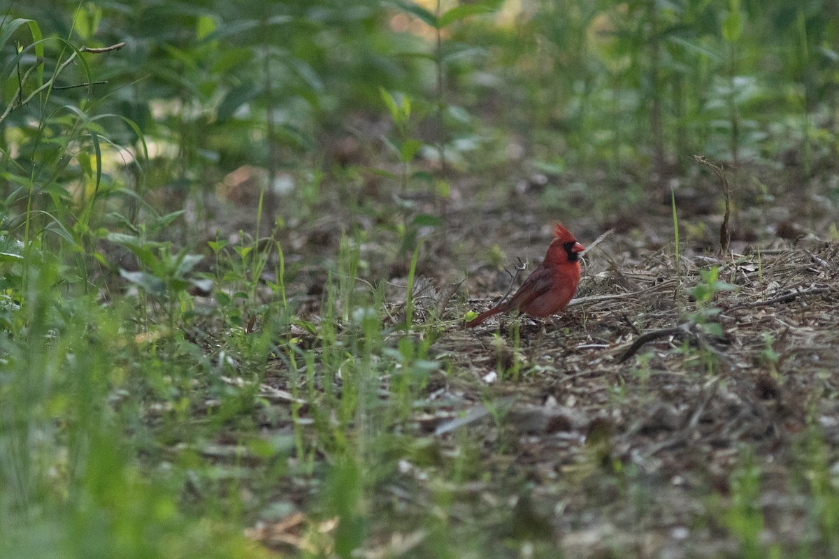 Cardinal rouge - ML620295912