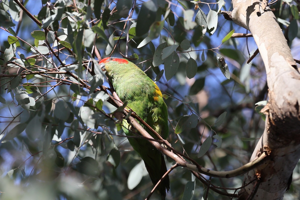 Musk Lorikeet - ML620295913